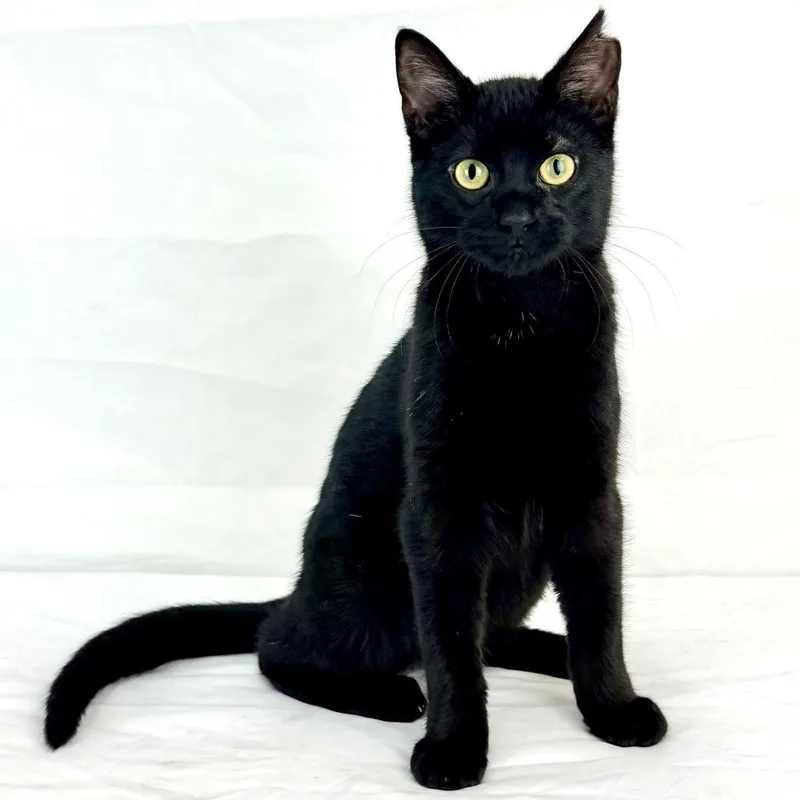 A young medium-sized male Black Domestic Short Hair cat named Mitzo for adoption in Austin, TX