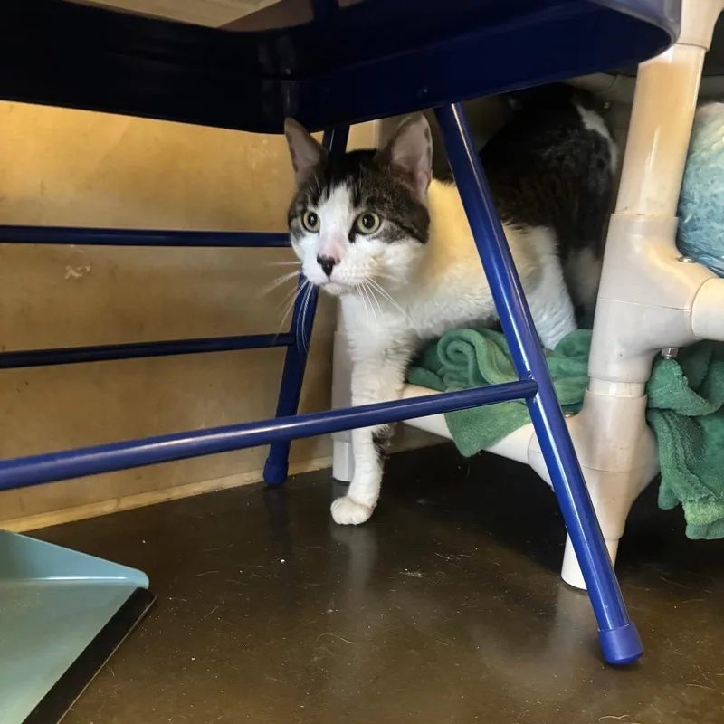 An adult large-sized male Brown / Chocolate Domestic Short Hair cat named Lefty for adoption in Newark, DE