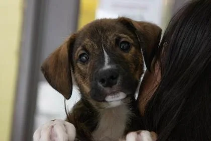 A young large-sized male Mixed Breed dog named James Brown for adoption in Kansas City, MO
