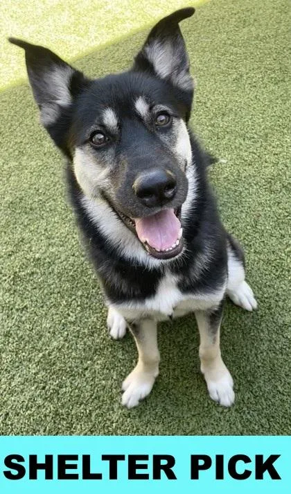 An adult large-sized female Mixed Breed dog named Amelia for adoption in Eugene, OR