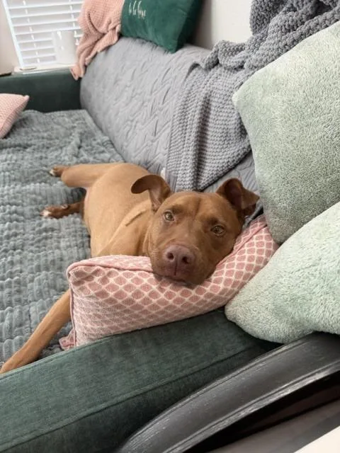 An adult medium-sized female Pit Bull Terrier dog named Missy for adoption in Dallas, TX