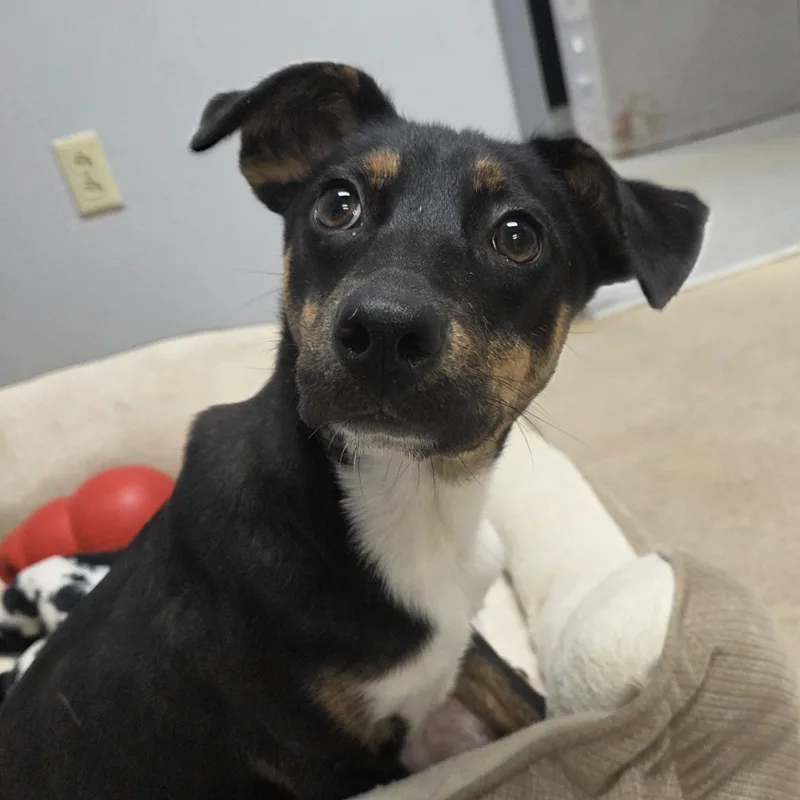 A baby medium-sized female Mixed Breed dog named Aurora for adoption in Watertown, NY