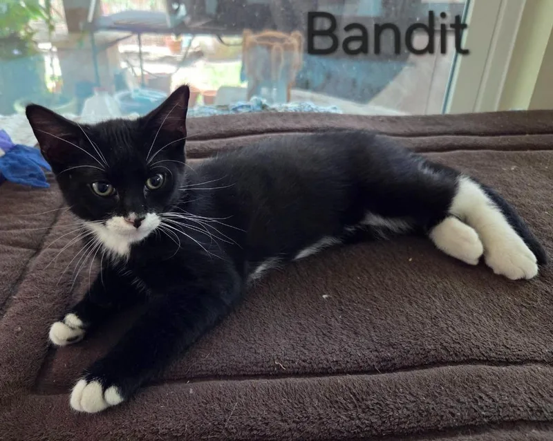 A baby small-sized male Domestic Short Hair cat named Bandit for adoption in Magnolia, TX