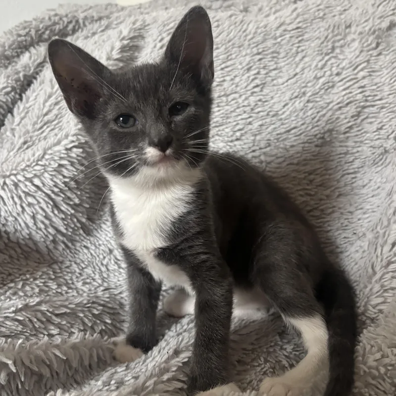 Bella