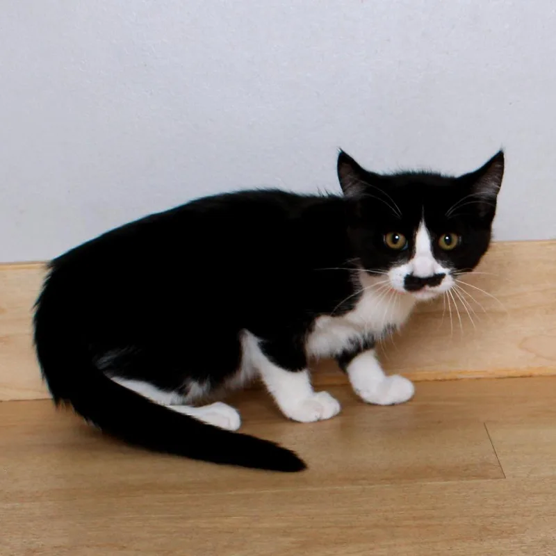A baby small-sized female Black Domestic Medium Hair cat named Chrissy C for adoption in Minnetonka, MN