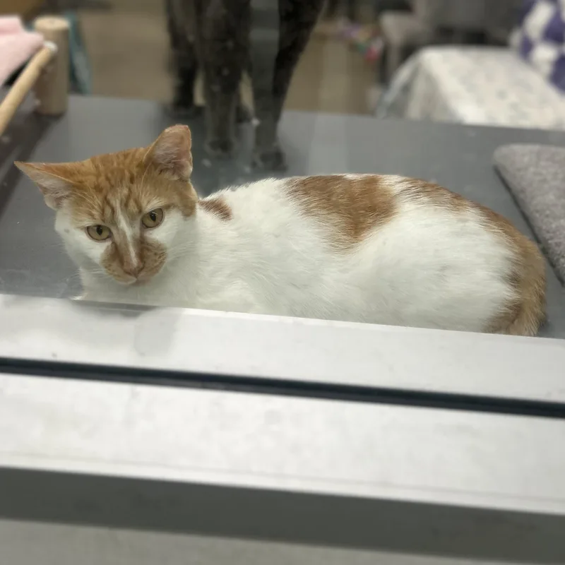 A young medium-sized male Tabby (Orange / Red) Domestic Short Hair cat named Macchiato for adoption in Columbus , OH