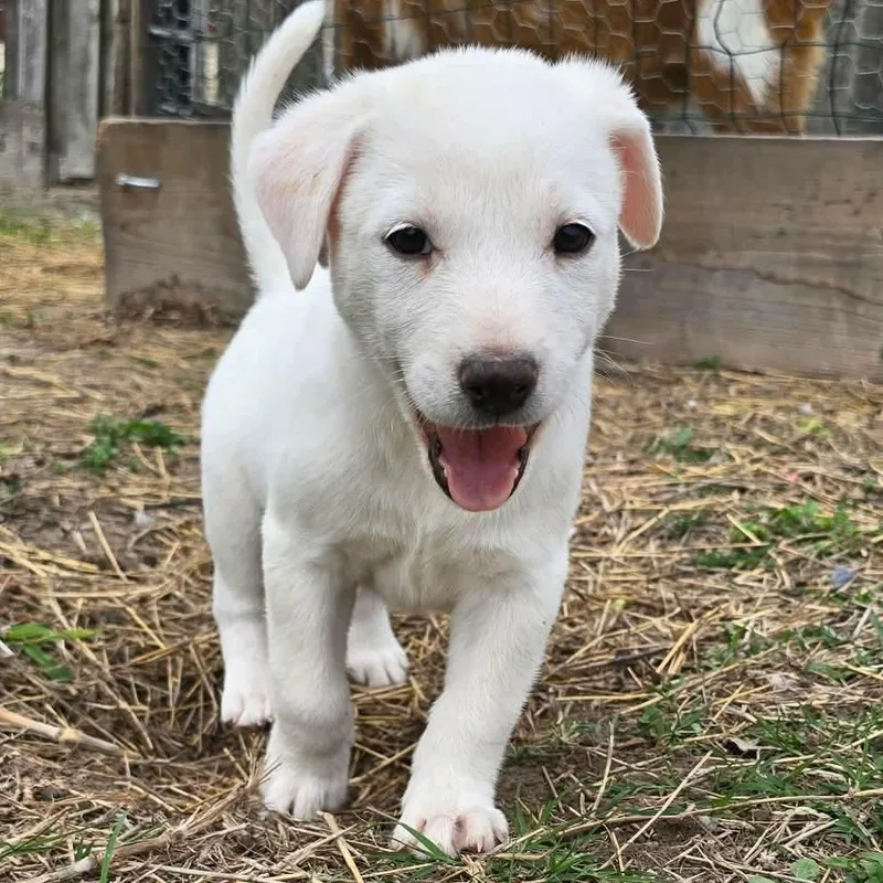 A baby medium-sized female Labrador Retriever dog named Rose for adoption in PLAINFIELD, CT