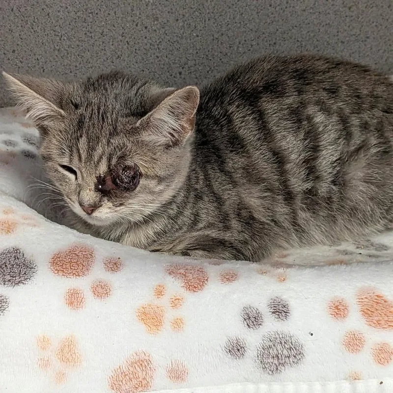 A baby small-sized female Gray / Blue / Silver Domestic Short Hair cat named Tabitha for adoption in Greenville, PA