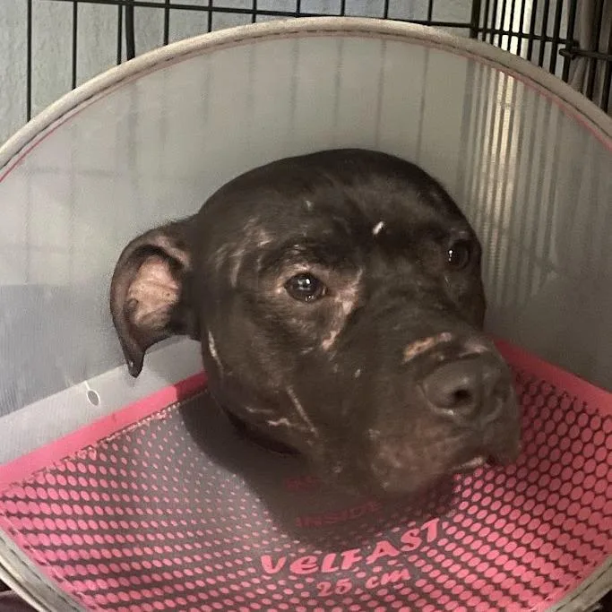 An adult medium-sized male Black Mixed Breed dog named Bumper for adoption in Port Charlotte, FL