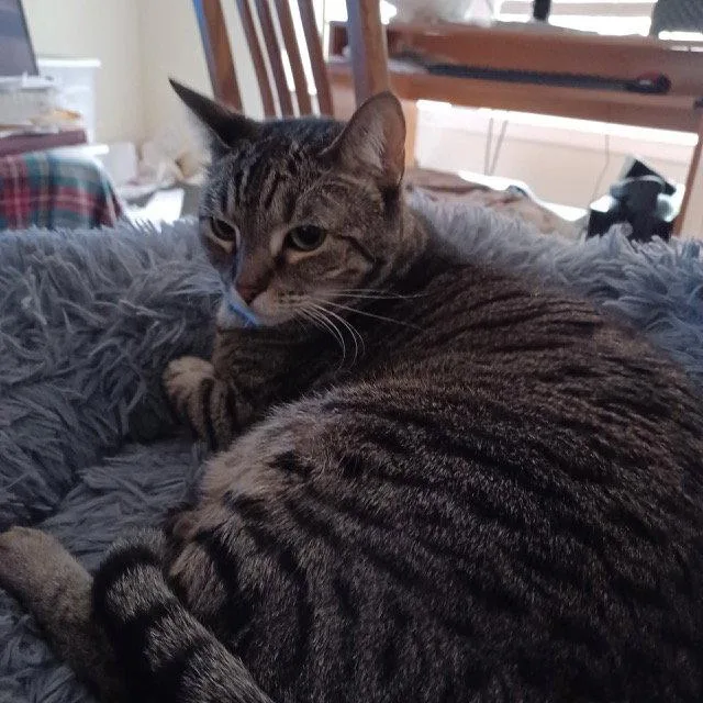 An adult medium-sized female Domestic Short Hair cat named Mouse for adoption in Drasco, AR