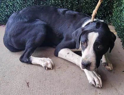 An adult large-sized male White / Cream Great Dane dog named Ozzy for adoption in El Paso, TX