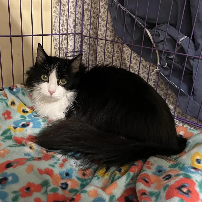 A senior medium-sized female Black Domestic Long Hair cat named Lily for adoption in Bedford, NH