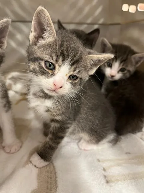 A baby small-sized male Domestic Short Hair cat named Cheddar for adoption in Palmetto, FL