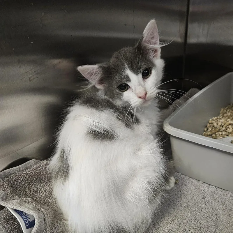 A baby small-sized male Gray / Blue / Silver Domestic Short Hair cat named Rooter for adoption in Ridgely, MD