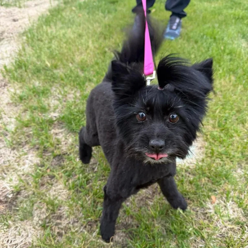 An adult small-sized female Black Papillon dog named Sissy for adoption in Alma, WI
