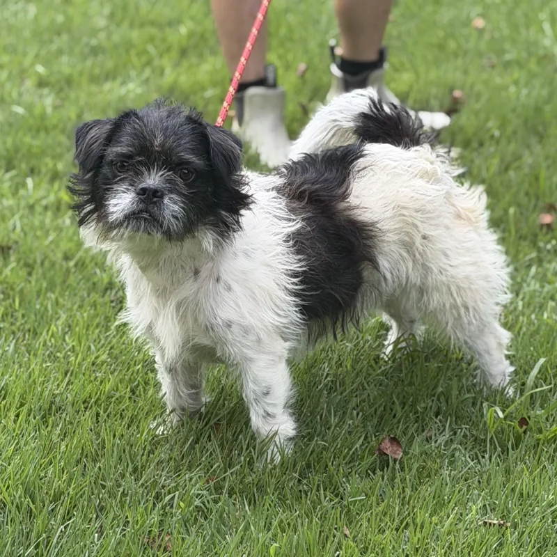 A young small-sized male White / Cream Shih Tzu dog named Pita for adoption in Abington, PA