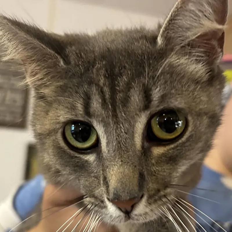 An adult medium-sized female Gray / Blue / Silver Domestic Short Hair cat named Misty for adoption in Hanna City, IL
