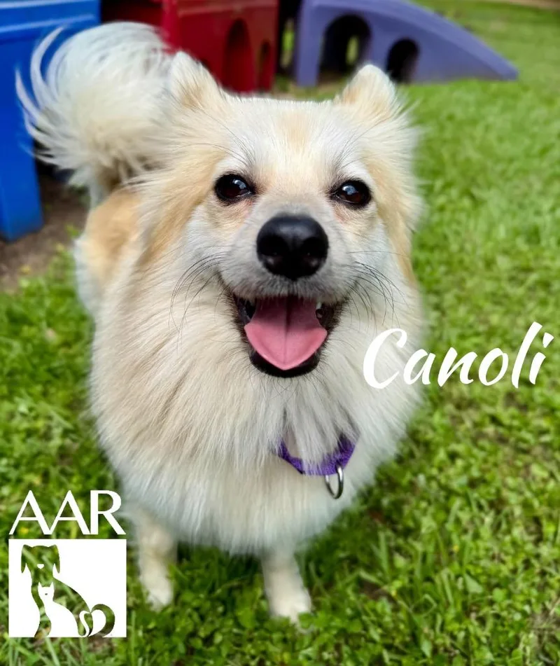 Cannoli