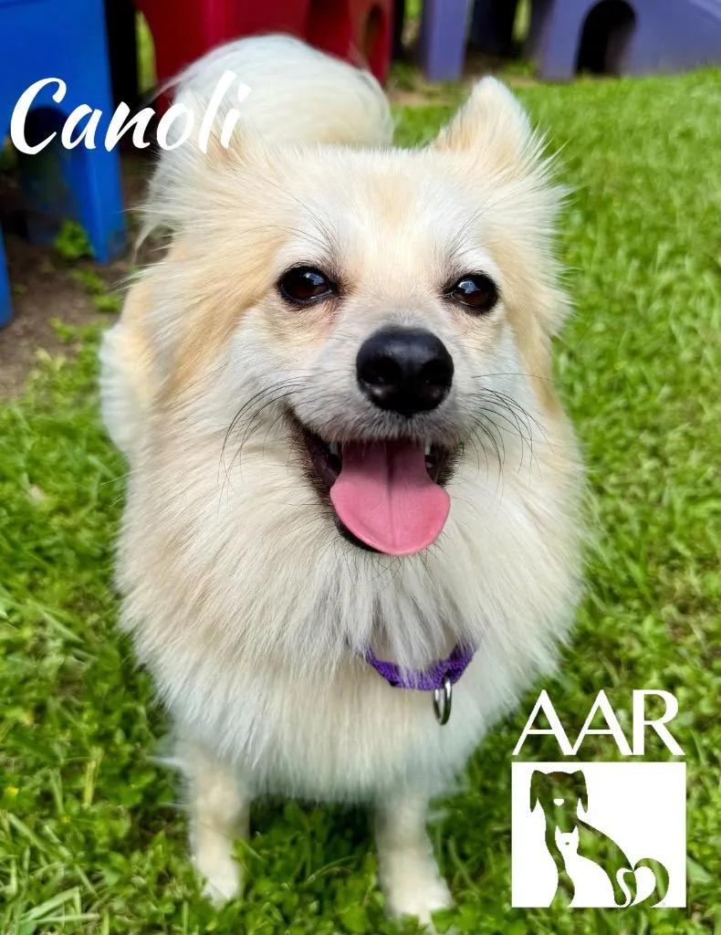 Cannoli thumbnail 2