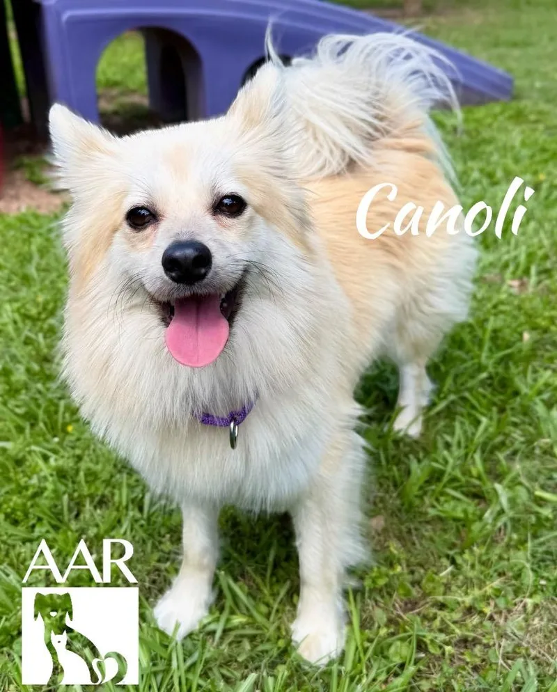Cannoli thumbnail 3