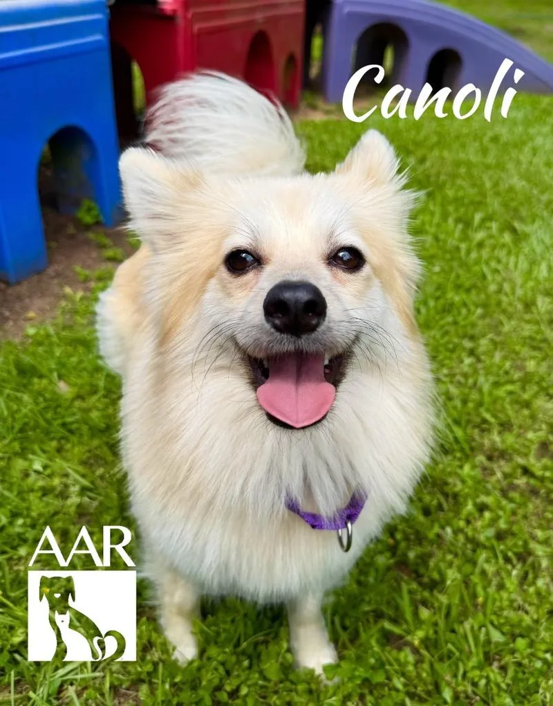 Cannoli thumbnail 4