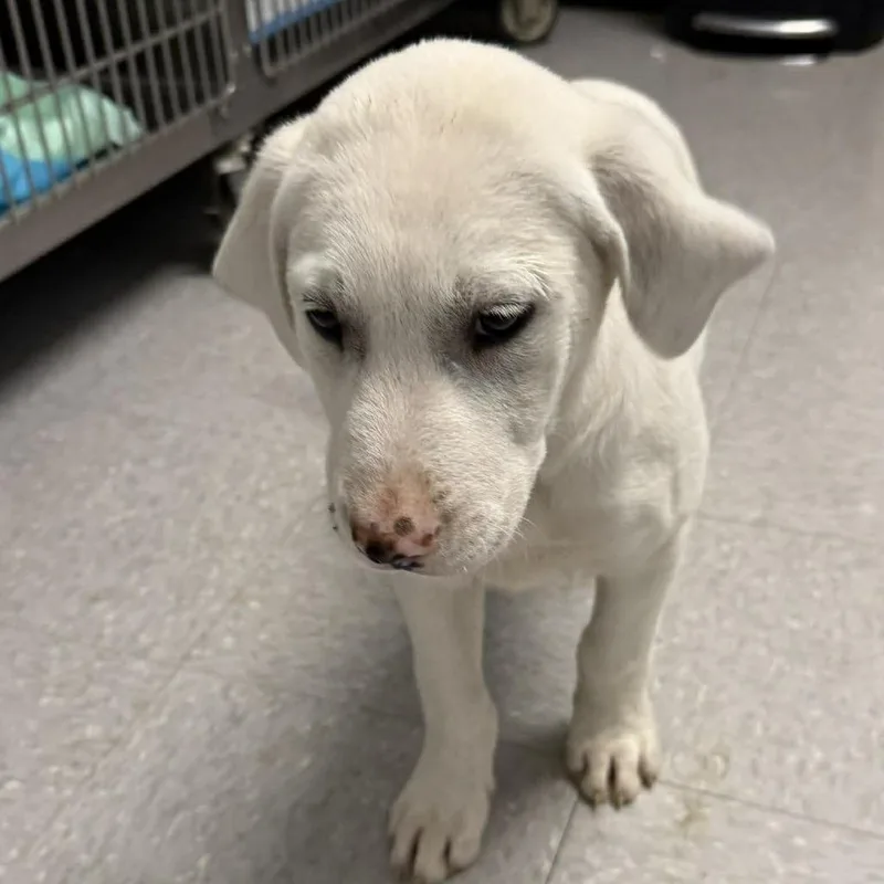 A baby medium-sized male White / Cream Schnauzer dog named Scooby Doo for adoption in Austin, TX
