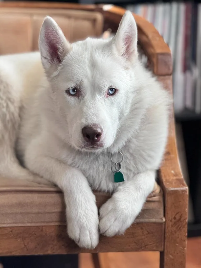 Maya
