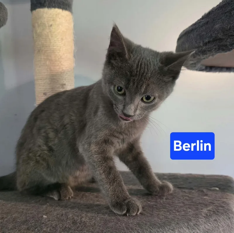 A baby medium-sized female Gray / Blue / Silver Domestic Short Hair cat named Berlin for adoption in Battle Creek, MI