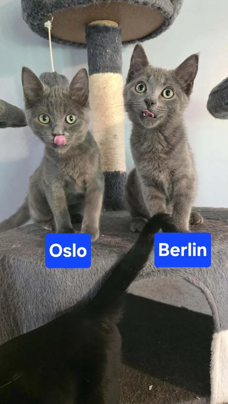 Berlin thumbnail 2