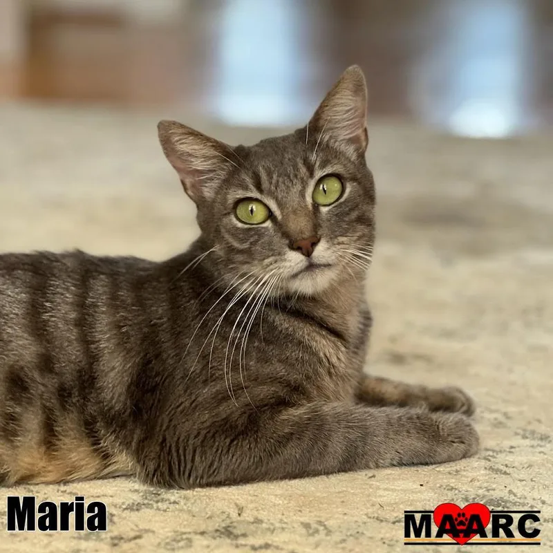 A young medium-sized female Domestic Short Hair cat named Maria for adoption in Maryville, TN