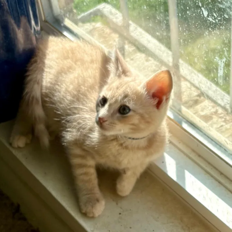 A baby small-sized male Buff / Tan / Fawn Domestic Short Hair cat named Mantis for adoption in Falls Church, VA