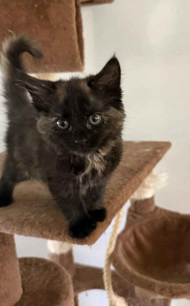 A baby small-sized female Tortoiseshell Domestic Long Hair cat named Luna Sc for adoption in Greenville, SC