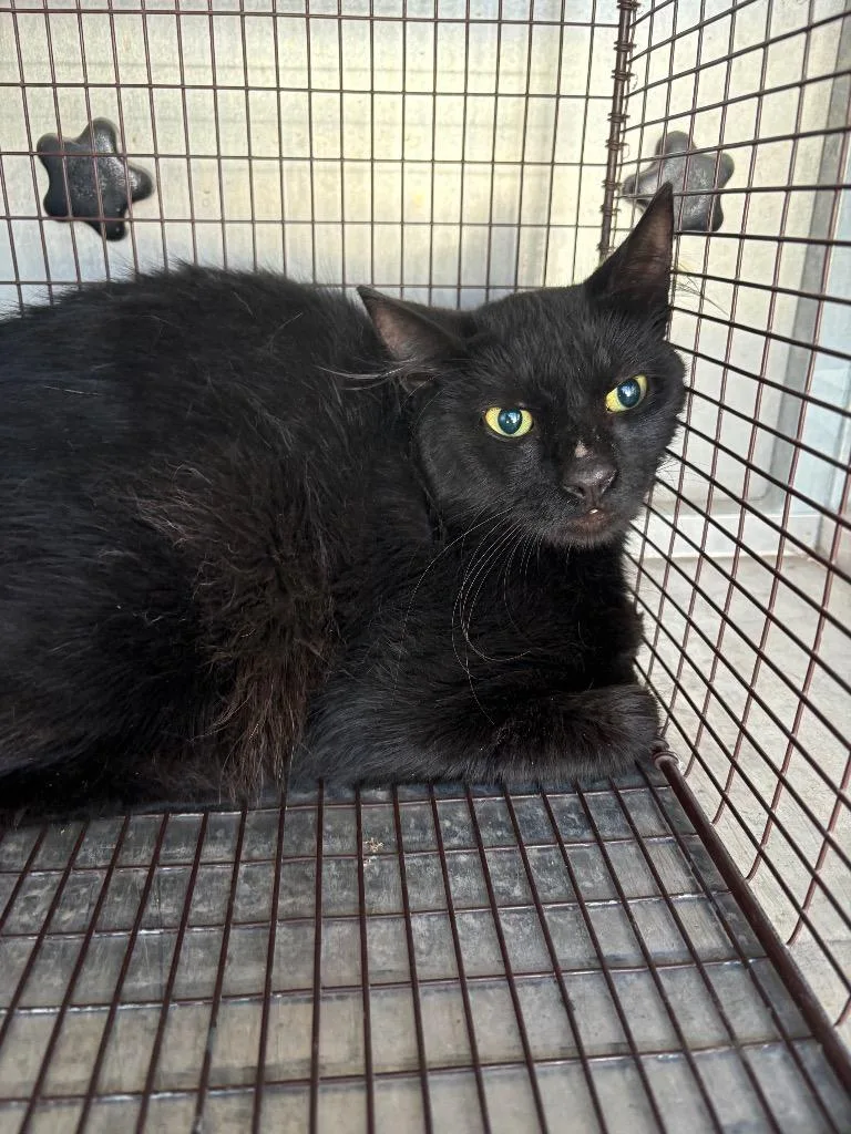 A young medium-sized male Domestic Medium Hair cat named Micky for adoption in New Braunfels, TX
