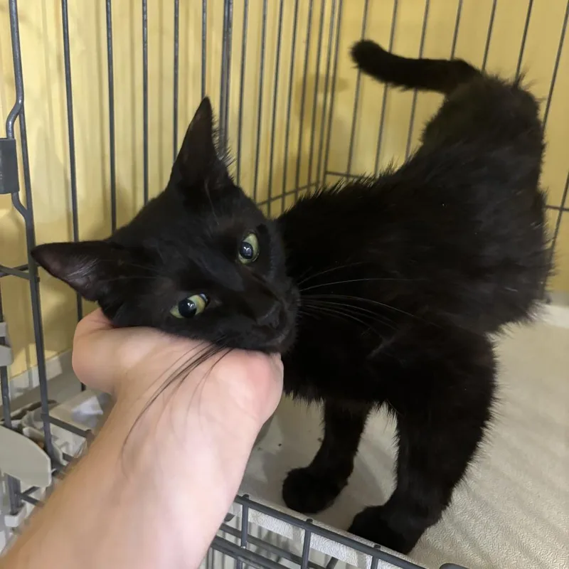 An adult medium-sized female Black Domestic Short Hair cat named Orchard for adoption in Carencro, LA