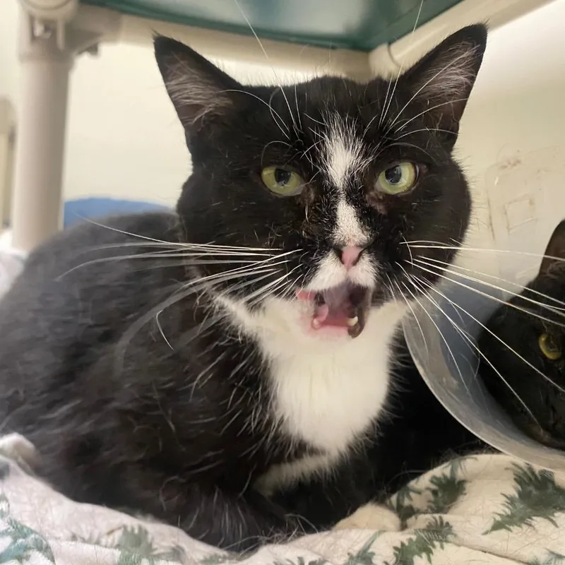 A young medium-sized female Domestic Short Hair cat named Hocus Pocus for adoption in Fall River, MA