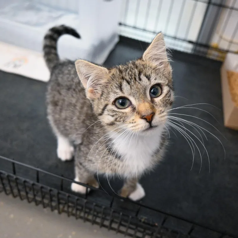 A baby small-sized female Brown / Chocolate Domestic Short Hair cat named Pawly for adoption in New York, NY
