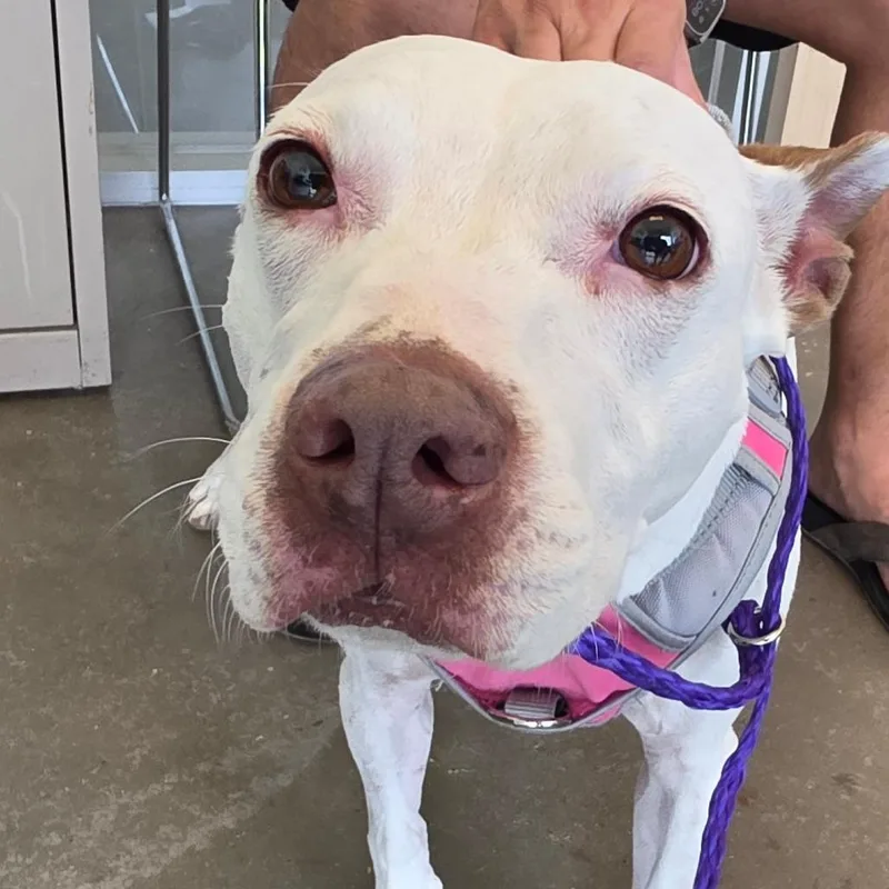 A senior medium-sized female White / Cream Mixed Breed dog named Snowflake for adoption in Leander, TX