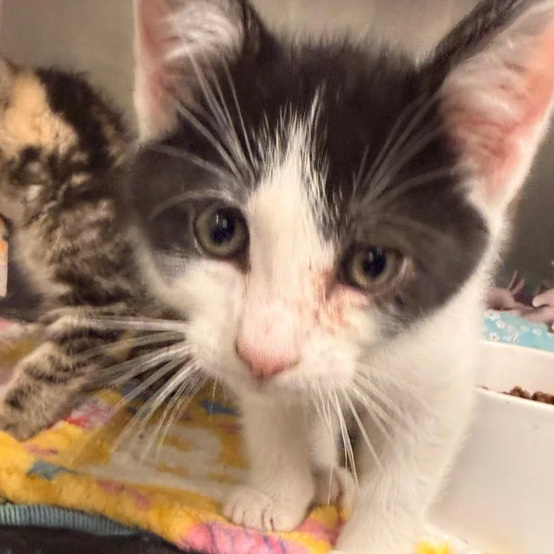 A baby small-sized male Black Domestic Short Hair cat named Ajax for adoption in Evansville, IN