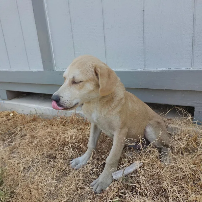 A baby medium-sized male Yellow / Tan / Blond / Fawn Yellow Labrador Retriever dog named Mojave JuM for adoption in Austin, TX