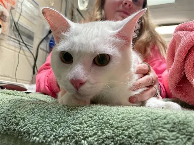 Yuki