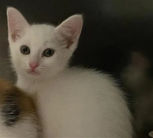 Yuki thumbnail 2