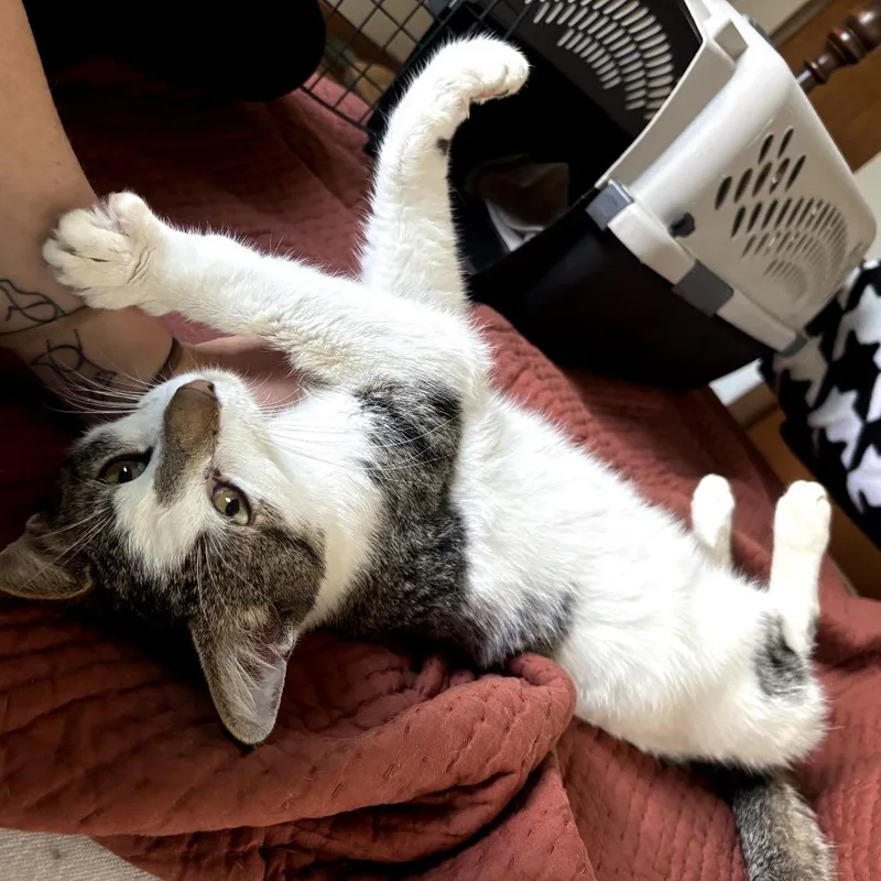 An adult small-sized male White Domestic Short Hair cat named Cheese for adoption in Granville, OH