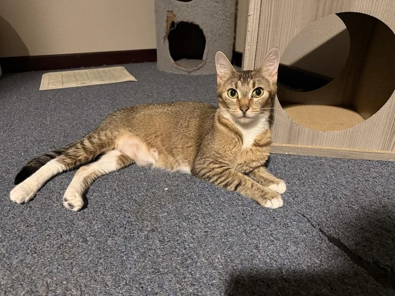 A young small-sized female Domestic Short Hair cat named Dolce for adoption in Bellingham, WA