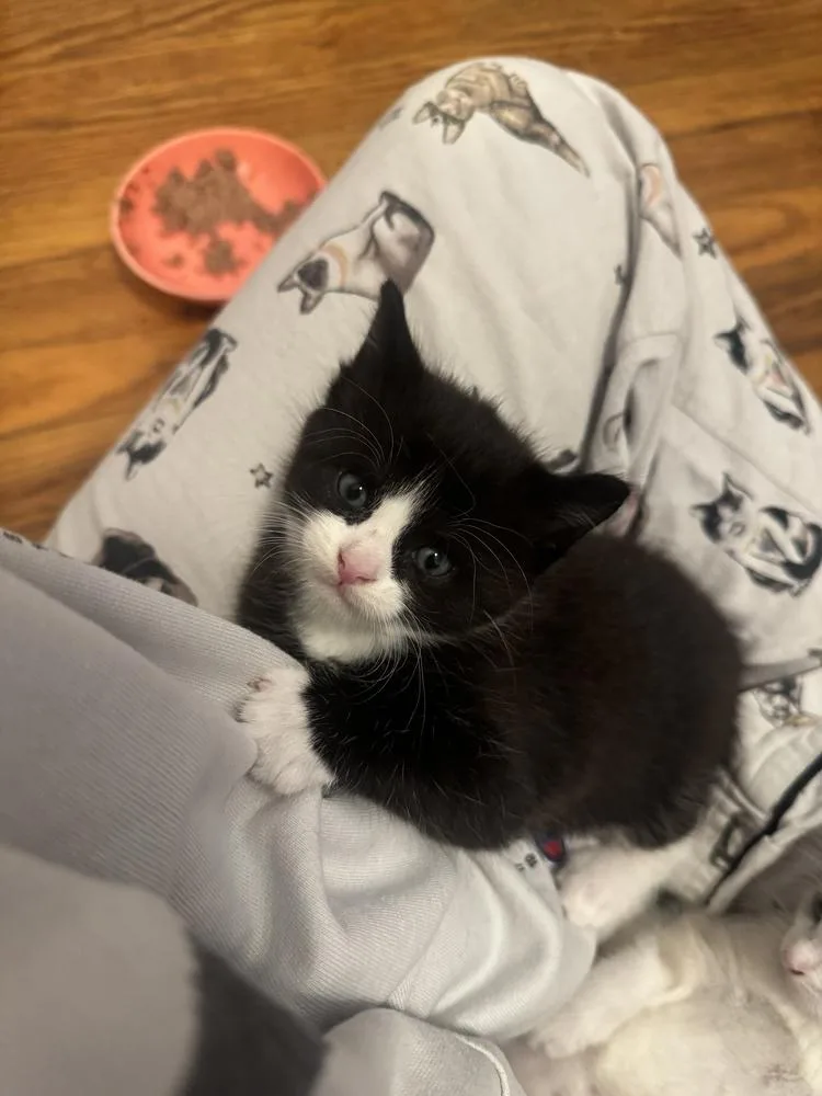 A baby medium-sized male Black & White / Tuxedo Domestic Short Hair cat named Kendrick Lamar for adoption in Emerald Isle, NC