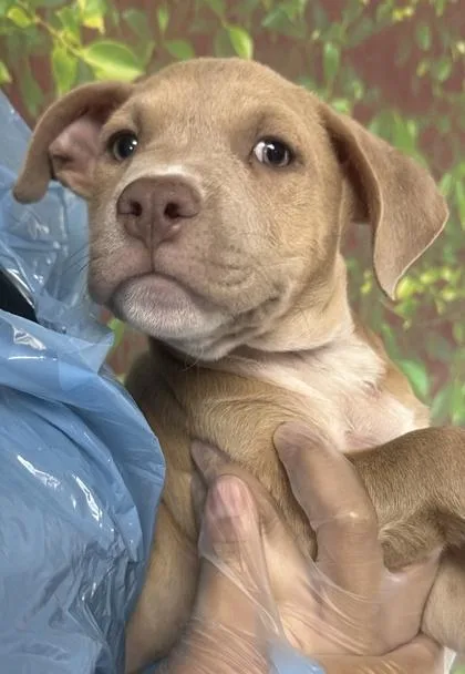 An adult medium-sized male American Staffordshire Terrier dog named Maddox for adoption in San Antonio, TX