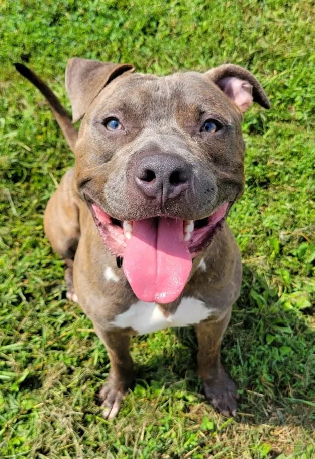 A young medium-sized male Gray / Blue / Silver Pit Bull Terrier dog named Spaz for adoption in Lisbon, OH