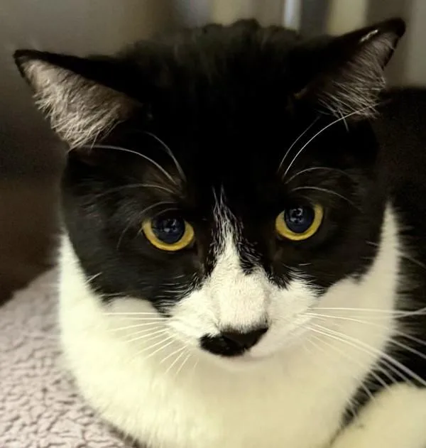 An adult medium-sized female Domestic Short Hair cat named Horse for adoption in Walnut Creek, CA