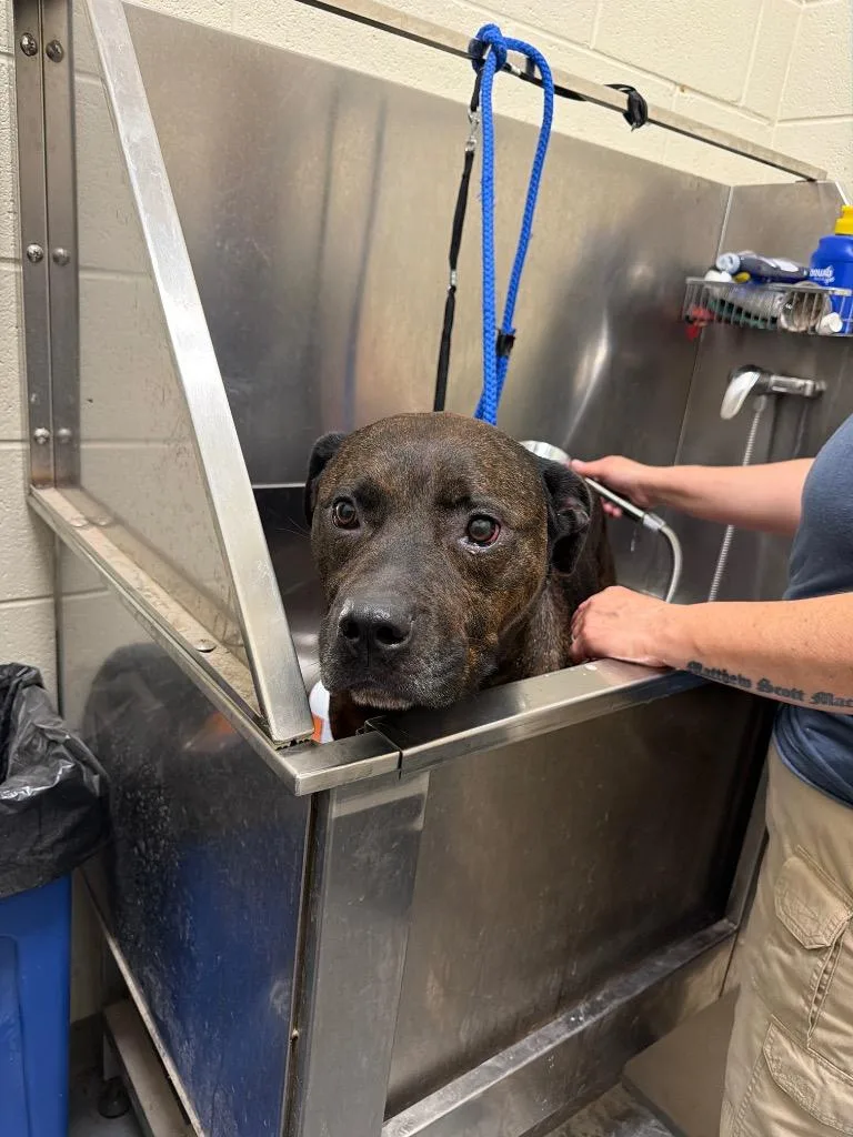 An adult large-sized male Pit Bull Terrier dog named Jimmy for adoption in Winder, GA