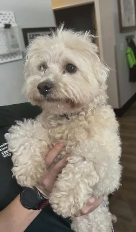 An adult small-sized female Poodle dog named Mildred for adoption in Fort Worth, TX