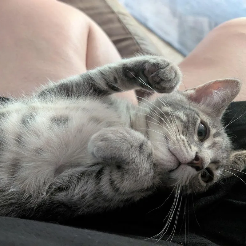A baby medium-sized male Tabby (Gray / Blue / Silver) Domestic Short Hair cat named Pipsqueak for adoption in Lake Orion, MI